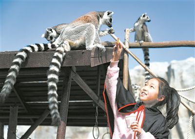 小學生與環尾狐猴互動。張進剛攝