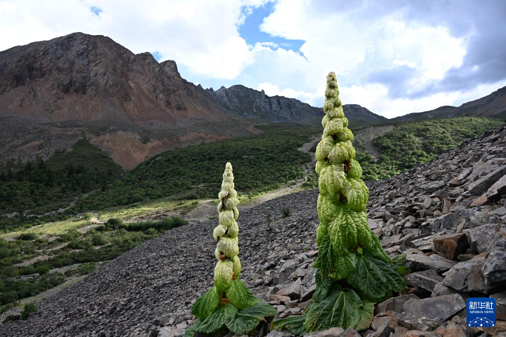 云南：探訪云南豐富多樣的高山花卉